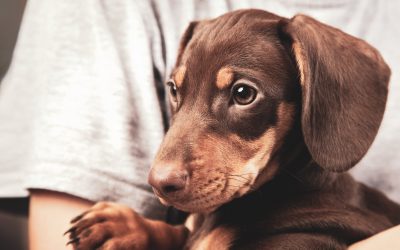 Find Reliable Care And Peace Of Mind With Pet Sitting In Manhattan Services For Busy Owners