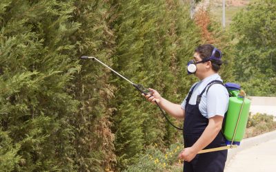 Achieve a Clearer Backyard Oasis with Pond Weed Killer for Effortless Water Maintenance