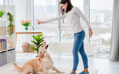 Transform Your Pups Behavior with Personalized Dog Training in Boca Raton FL Solutions